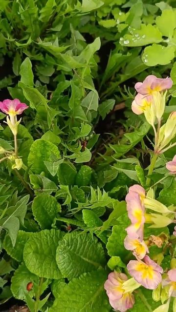 Первые цветы на даче. Первомай #психологуфа #отношения смотреть онлайн