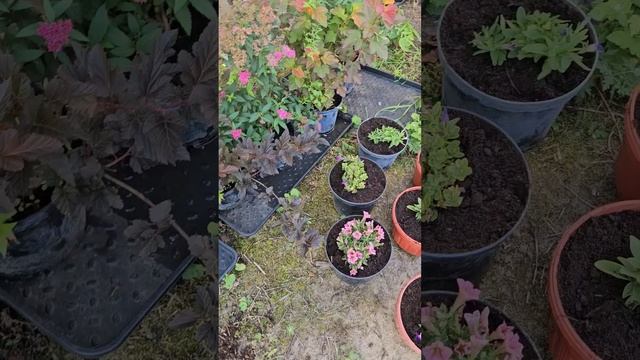 пересадка гортензии на зимовку #garden #дача #дети #семья