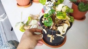 Как засыпает цикламен . Почему увядают и желтеют листь