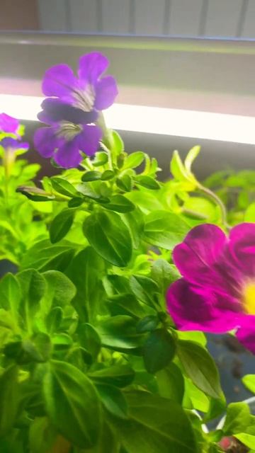 🌸 #калиброшка #петуния #петхоа смотреть онлайн