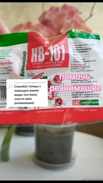 Не заставить наращивать корни #орхидеи #orchid #пересадка смотреть онлайн