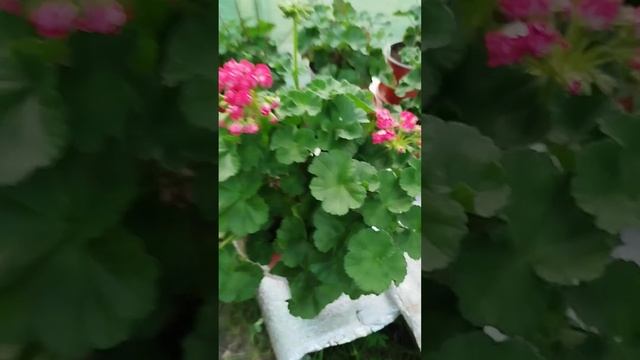 Пеларгония Сим Королевская роза смотреть онлайн