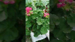Пеларгония Сим Королевская роза