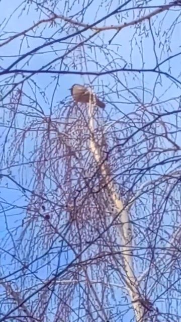 Ворона как-то на березу забралась смотреть онлайн