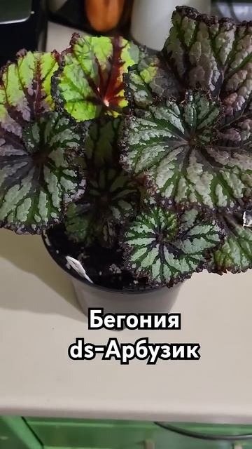 Королевская бегония Арбузик 🥰 #бегония #бегонияарбуз смотреть онлайн
