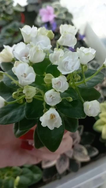 Малыш Ландыш Серебристый🌸#фиалкивсудаке #фиалкилюби смотреть онлайн