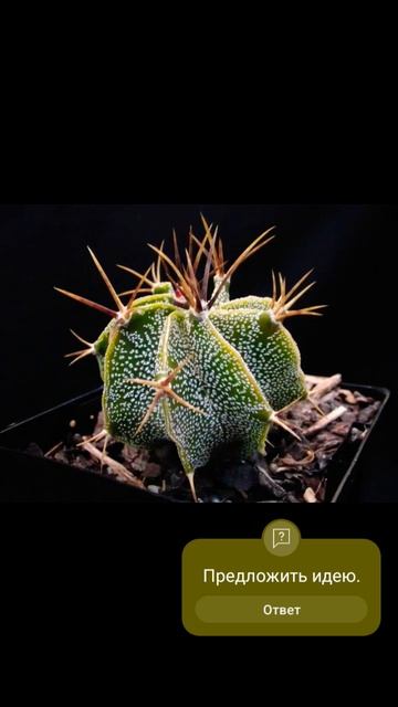 Топ необычных кактусов #кактус #cactus #суккуленты #plants #ц? смотреть онлайн