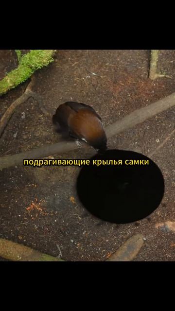 Эта птица может менять цвет глаз смотреть онлайн