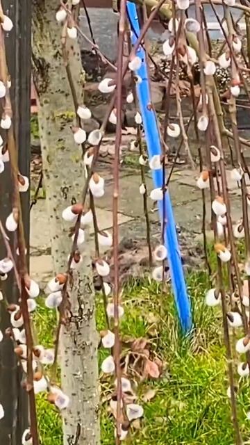 Приближается весна / Все начинает цвести смотреть онлайн