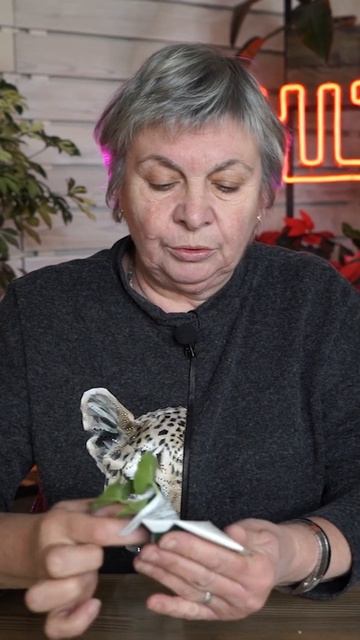 Как черенковать пеларгонию смотреть онлайн