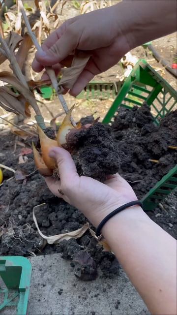 Что я делаю с отцветшими тюльпанами💐#тюльпаны #дача #? смотреть онлайн