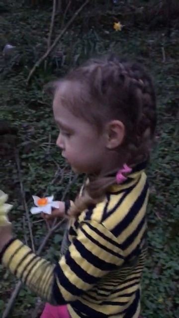 Редкий цветочек Маргаритка смотреть онлайн