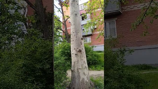 Платан смотреть онлайн