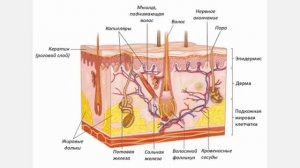 Внешнее строение млекопитающих Биология 7 класс