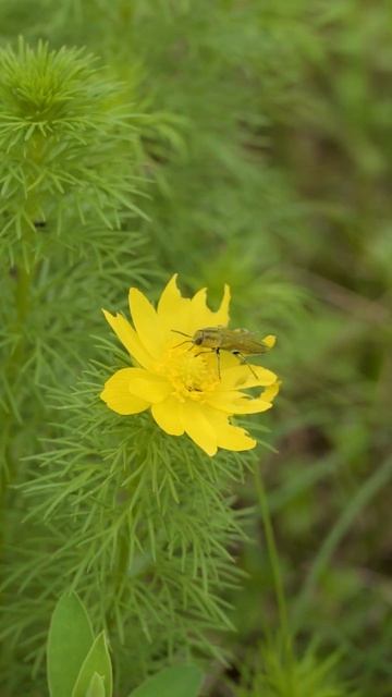 Лютик весенний #природа #цветы #flowers #сад #лето #дача #natur смотреть онлайн