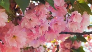 ВОССТАНОВЛЕНИЕ НЕРВНОЙ СИСТЕМЫ 🌿 Нежная музыка, успокаивает нервную систему и расслабляет разум #9