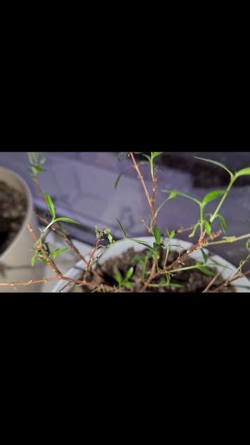 Розовеющий 12🌳 смотреть онлайн