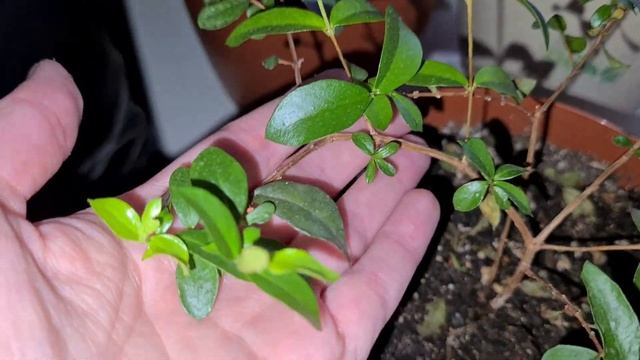 Зелёный крупнолист. 14 смотреть онлайн