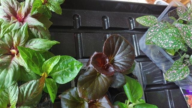 пора делать перевалку. необычные бархатцы смотреть онлайн