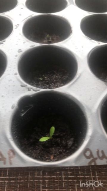 #гайлардия #рассада #цветы смотреть онлайн