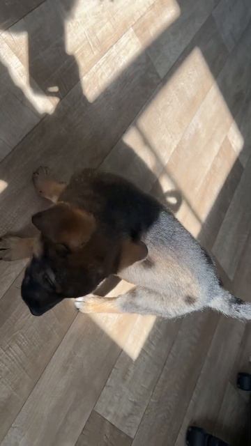 Ищет дом мальчик, 1,5 месяца, вырастет среднего размера смотреть онлайн