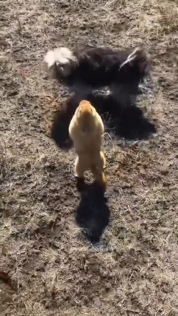 Эрежесиз таймаш😂(бой без правил) смотреть онлайн