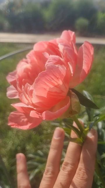 пион корал шарм 10 июня смотреть онлайн