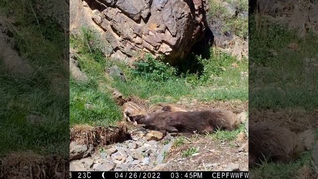 Семья диких кабанов попала в фотоловушку в национальном парке "Алтын-Эмель" #казахстан #кабан смотреть онлайн