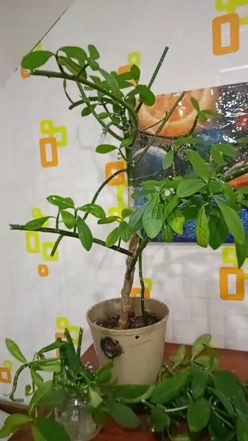 Начинаю реанимировать запущенный синадениум 😅  посл?