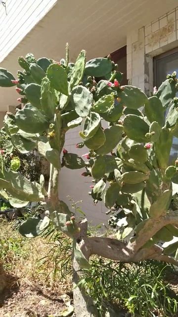 Опунция в Израиле смотреть онлайн