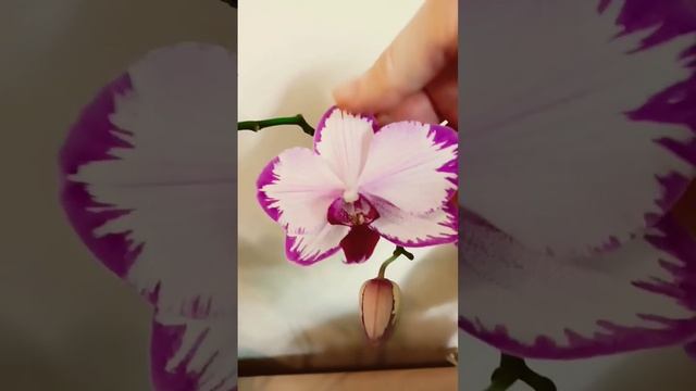 Домашнее цветение. Орхидея фаленопсис Тоши🔥🔥🔥 смотреть онлайн