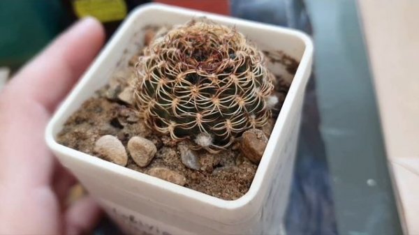 Весенний CACTUS FEST 2025🌵😁🌺🥳 #cactus #kaktus #plants #cactusflower