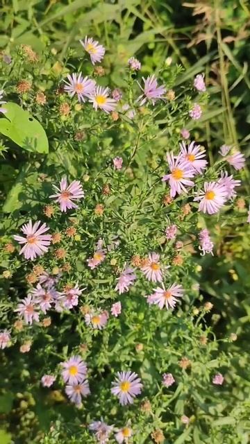 Ура!!!🌸Расцвели мои любимые сентябринки или новобель? смотреть онлайн