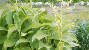 🌌🍀 Чемерица Лобеля. Цветущее Заполярье