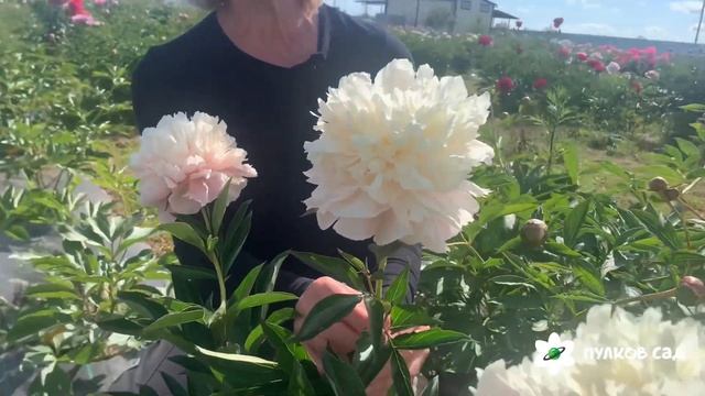 Summer glow peony. Саммер глоу пион. Пулков сад (2024 г) смотреть онлайн