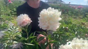 Summer glow peony. Саммер глоу пион. Пулков сад (2024 г)