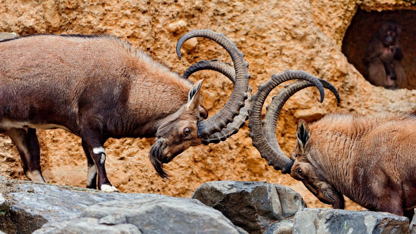 Парнокопытные: Интересные факты про Бегемотов, Жирафов, Оленей, Антилоп и Козлов смотреть онлайн