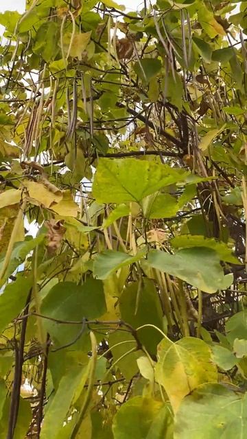 Катальпа бігнонієвидна (Catalpa bignonioides) в міському озелен смотреть онлайн