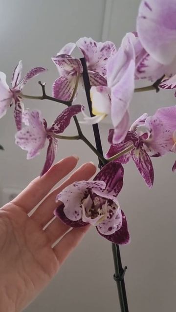 цветет дендробиум и фаленопсис арт нуво смотреть онлайн