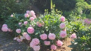 Пион Сара Бернар. Розы.