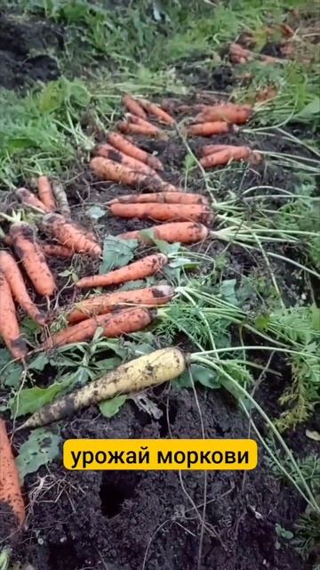 Выкапываю морковь с грядки. Урожай 2023 года. #дача #морк? смотреть онлайн