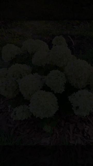 #гортензия Гарденлайт ГринлайтGardenlights Greenlight Новинка м? смотреть онлайн