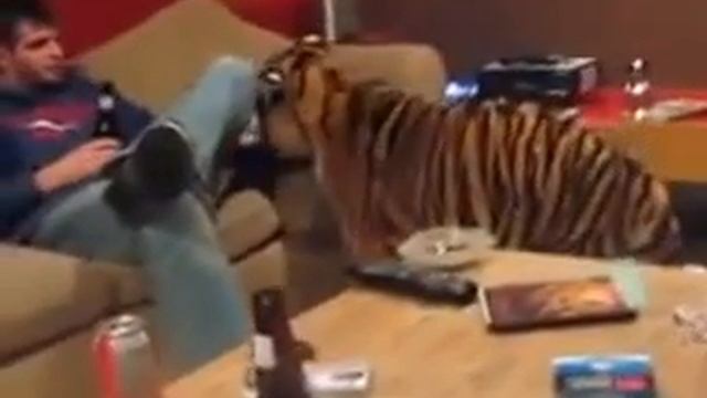 Домашний тигр ) прикол смотреть онлайн