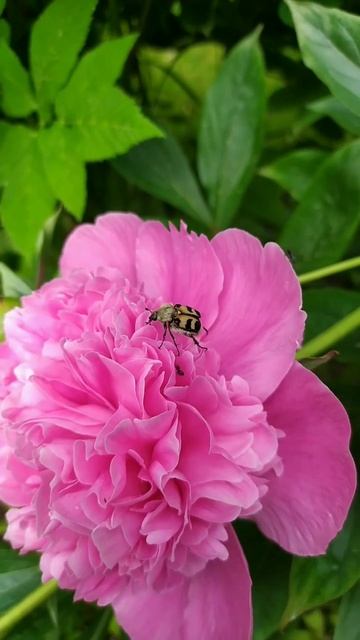 #пион #насекомое #калужскаяобласть #nature #природа #дерев смотреть онлайн