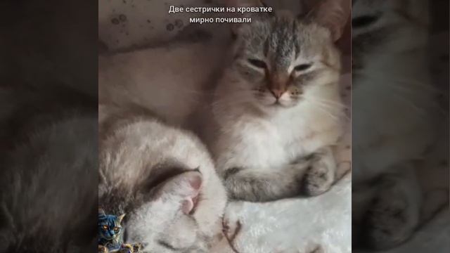 ДАЖЕ МЯУ ЛЕНЬ СКАЗАТЬ смотреть онлайн