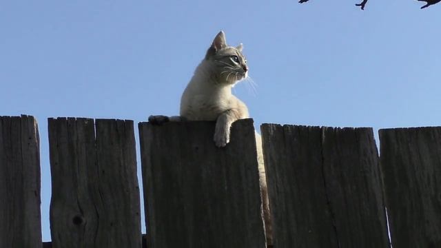 Кот учится ходить по забору | Cat learns to walk on the fence смотреть онлайн