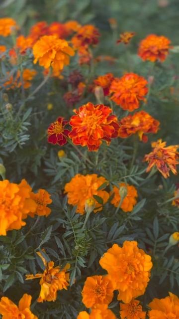 Бархатцы🧡🍂#вкусныйканал #бархатцы #осень #октябрь #п смотреть онлайн