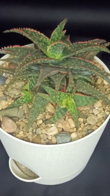 Алоэ Кристмас Кэрол (Aloe Christmas Carol) смотреть онлайн