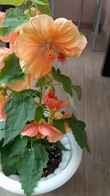 #абутилон#комнатный клён#цветы#abutilon kirsche orange#flowers#минск смотреть онлайн