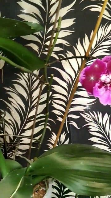 #орхидеябиглип #орхоманьяк #биглип #орхидеи #фаленопси смотреть онлайн